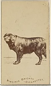 From the Dogs series (N47) for Virginia Brights Cigarettes by Allen & Ginter