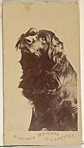 From the Dogs series (N47) for Virginia Brights Cigarettes by Allen & Ginter