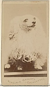 From the Dogs series (N47) for Virginia Brights Cigarettes by Allen & Ginter