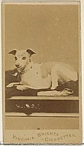 From the Dogs series (N47) for Virginia Brights Cigarettes by Allen & Ginter