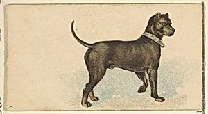 German Mastiff, from the Dogs of the World series for Old Judge Cigarettes by Goodwin & Company