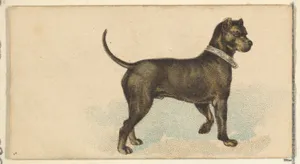 German Mastiff, from the Dogs of the World series for Old Judge Cigarettes
