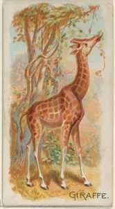 Giraffe, from the Quadrupeds series (N21) for Allen & Ginter Cigarettes