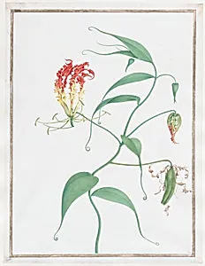 Gloriosa Superba (Climbing Lily)