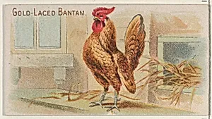 Gold-Laced Bantam, from the Prize and Game Chickens series (N20) for Allen & Ginter Cigarettes by Allen & Ginter|The Gast Lithograph & Engraving Company