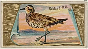 Golden Plover, from the Game Birds series (N13) for Allen & Ginter Cigarettes Brands by Allen & Ginter|George S. Harris & Sons