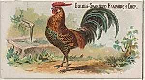 Golden-Spangled Hamburgh Cock, from the Prize and Game Chickens series (N20) for Allen & Ginter Cigarettes by Allen & Ginter|The Gast Lithograph & Engraving Company