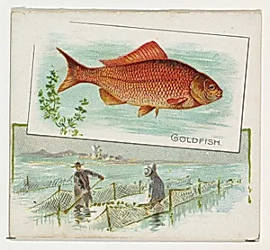 Goldfish, from Fish from American Waters series (N39) for Allen & Ginter Cigarettes by Allen & Ginter|Lindner, Eddy & Claus