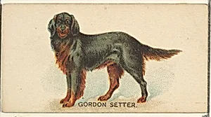 Gordon Setter, from the Dogs of the World series for Old Judge Cigarettes by Goodwin & Company