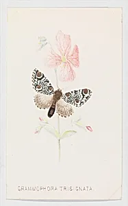 Grammophora Trisignata from The Butterflies and Moths of America Part 4 by Louis Prang & Co.