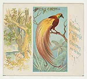 Great Bird of Paradise, from Birds of the Tropics series (N38) for Allen & Ginter Cigarettes by Allen & Ginter|George S. Harris & Sons