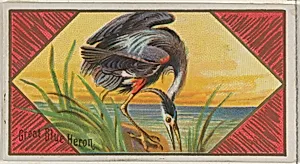 Great Blue Heron, from the Game Birds series (N13) for Allen & Ginter Cigarettes Brands by Allen & Ginter|George S. Harris & Sons