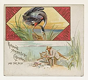Great Blue Heron, from the Game Birds series (N40) for Allen & Ginter Cigarettes by Allen & Ginter
