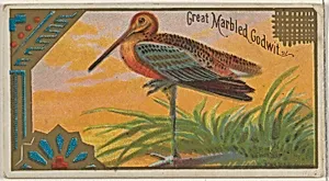 Great Marbled Godwit, from the Game Birds series (N13) for Allen & Ginter Cigarettes Brands by Allen & Ginter|George S. Harris & Sons