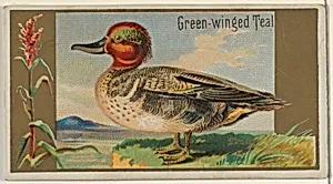 Green-winged Teal, from the Game Birds series (N13) for Allen & Ginter Cigarettes Brands by Allen & Ginter|George S. Harris & Sons