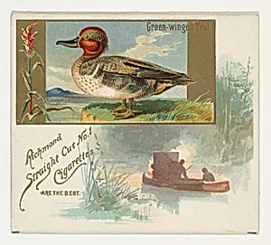 Green-winged Teal, from the Game Birds series (N40) for Allen & Ginter Cigarettes by Allen & Ginter
