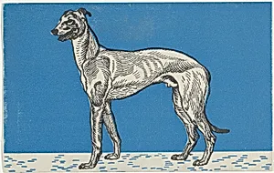 Greyhound