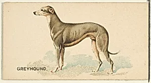 Greyhound, from the Dogs of the World series for Old Judge Cigarettes by Goodwin & Company