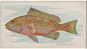 Grouper, from the Fish from American Waters series (N8) for Allen & Ginter Cigarettes Brands by Allen & Ginter|Lindner, Eddy & Claus