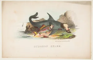 Gudgeon and Shark, from The Comic Natural History of the Human Race