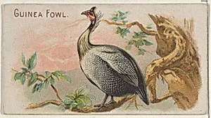 Guinea Fowl, from the Prize and Game Chickens series (N20) for Allen & Ginter Cigarettes by Allen & Ginter|The Gast Lithograph & Engraving Company