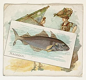 Haddock, from Fish from American Waters series (N39) for Allen & Ginter Cigarettes by Allen & Ginter|Lindner, Eddy & Claus