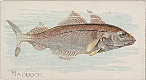 Haddock, from the Fish from American Waters series (N8) for Allen & Ginter Cigarettes Brands by Allen & Ginter|Lindner, Eddy & Claus