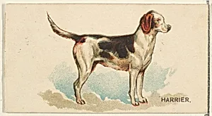 Harrier, from the Dogs of the World series for Old Judge Cigarettes by Goodwin & Company