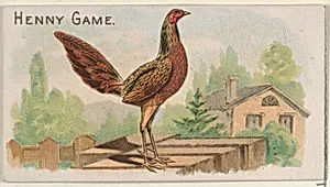 Henny Game, from the Prize and Game Chickens series (N20) for Allen & Ginter Cigarettes by Allen & Ginter|The Gast Lithograph & Engraving Company