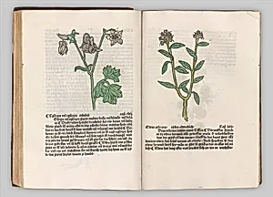 Herbarius - Gart der gesuntheit - Hortus sanitatis