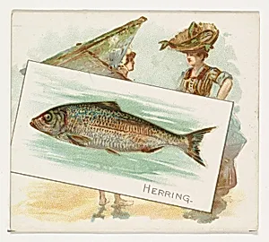 Herring, from Fish from American Waters series (N39) for Allen & Ginter Cigarettes by Allen & Ginter|Lindner, Eddy & Claus