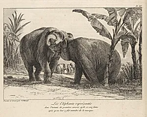 Histoire Naturelle Des Deux Éléphans...du Muséum De Paris by Jean Pierre Louis Laurent Hoüel|Jean Pierre Louis Laurent Hoüel