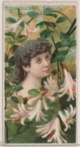Honeysuckle: Fidelity, from the series Floral Beauties and Language of Flowers (N75) for Duke brand cigarettes