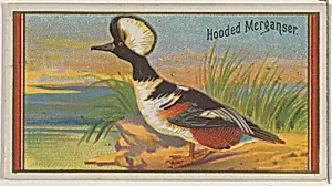 Hooded Merganser, from the Game Birds series (N13) for Allen & Ginter Cigarettes Brands by Allen & Ginter|George S. Harris & Sons