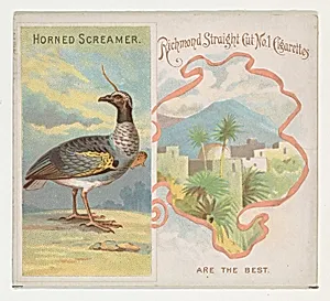 Horned Screamer, from Birds of the Tropics series (N38) for Allen & Ginter Cigarettes by Allen & Ginter|George S. Harris & Sons