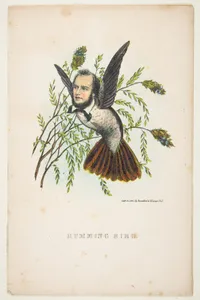 Humming Bird (Thomas B. Florence), from The Comic Natural History of the Human Race