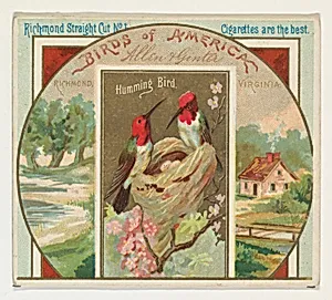 Hummingbird, from the Birds of America series (N37) for Allen & Ginter Cigarettes by Allen & Ginter
