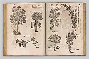 I) Herbarum, Arborum, Fructium, Frumentorum, c. 1540 ... II) De Speciali quarundam plantarum, Frankfurt: Egenolff 1552 by Christian Egenolff