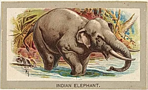 Indian Elephant, from the Animals of the World series (T180), issued by Abdul Cigarettes by Abdul Cigarettes