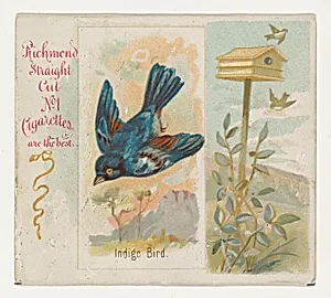 Indigo Bird, from the Song Birds of the World series (N42) for Allen & Ginter Cigarettes by Allen & Ginter|George S. Harris & Sons