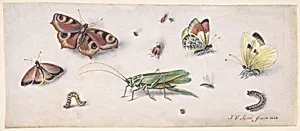 Insects, Butterflies, and a Grasshopper by Jan van Kessel