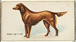 Irish Setter, from the Dogs of the World series for Old Judge Cigarettes by Goodwin & Company