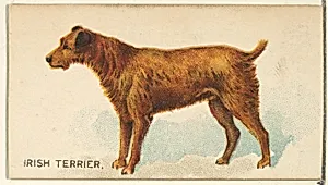 Irish Terrier, from the Dogs of the World series for Old Judge Cigarettes by Goodwin & Company