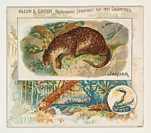 Jaguar, from Quadrupeds series (N41) for Allen & Ginter Cigarettes by Allen & Ginter|Lindner, Eddy & Claus