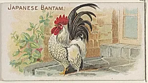 Japanese Bantam, from the Prize and Game Chickens series (N20) for Allen & Ginter Cigarettes by Allen & Ginter|The Gast Lithograph & Engraving Company