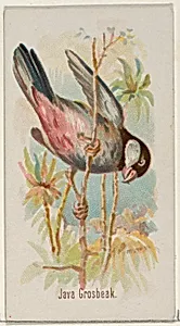 Java Grosbeak, from the Song Birds of the World series (N23) for Allen & Ginter Cigarettes by George S. Harris & Sons|Allen & Ginter