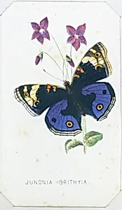 Junonia Orithyia from The Butterflies and Moths of America Part 1 by Louis Prang & Co.