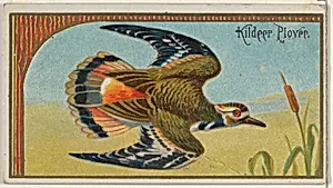 Kildeer Plover, from the Game Birds series (N13) for Allen & Ginter Cigarettes Brands by Allen & Ginter|George S. Harris & Sons