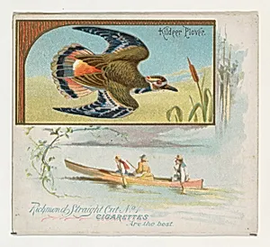 Kildeer Plover, from the Game Birds series (N40) for Allen & Ginter Cigarettes by Allen & Ginter