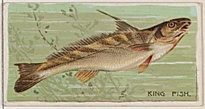 King Fish, from the series Fishers and Fish (N74) for Duke brand cigarettes by W. Duke, Sons & Co.|Knapp & Company